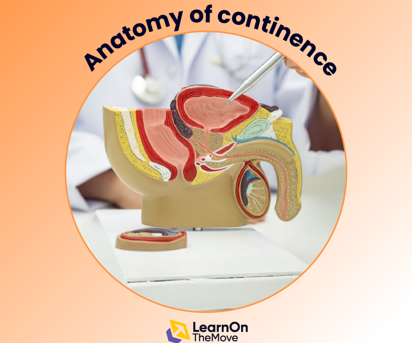 Anatomy of Continence