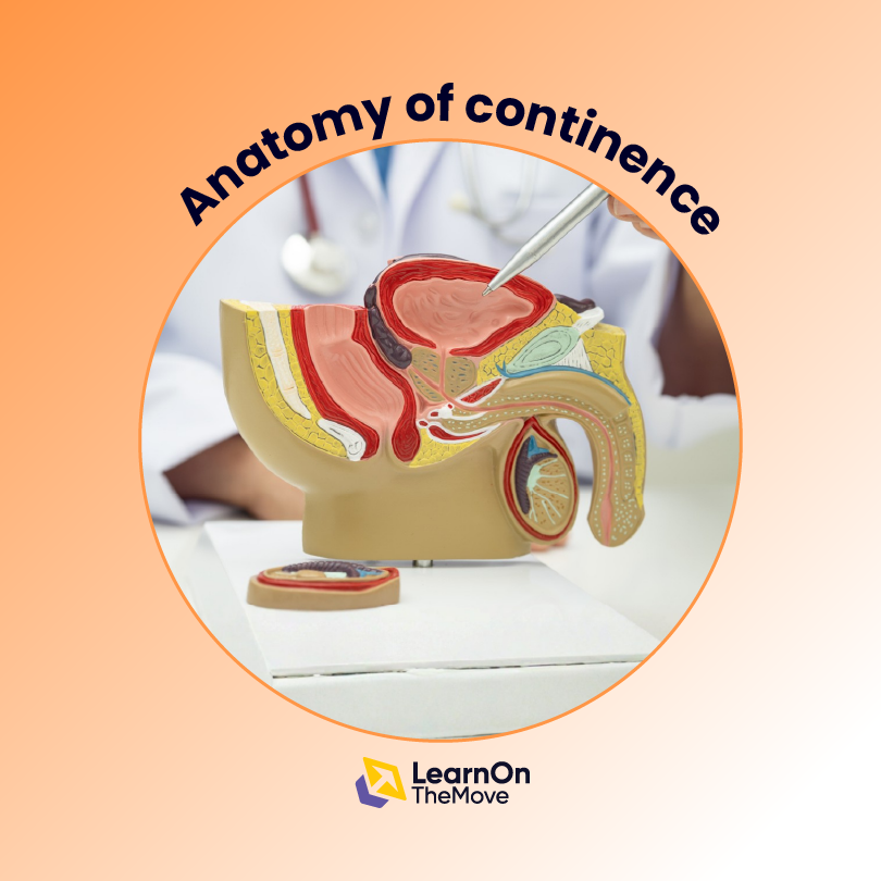 Anatomy of Continence