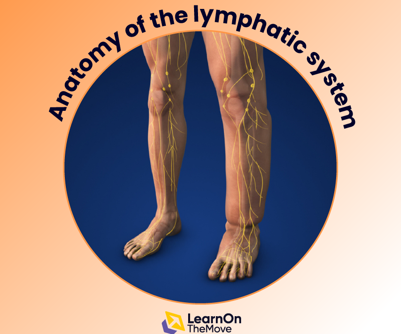 Anatomy of the lymphatic system