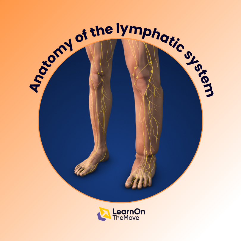 Anatomy of the lymphatic system