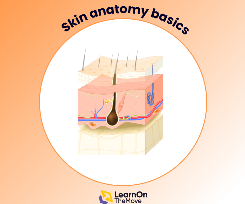 Skin anatomy basics