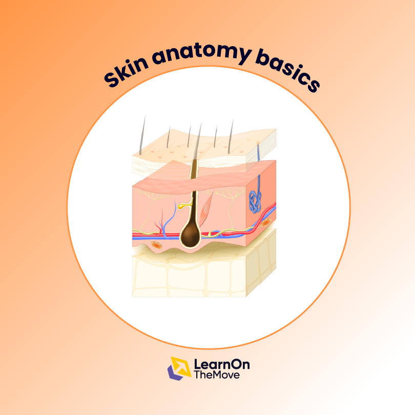 Skin Anatomy Basics