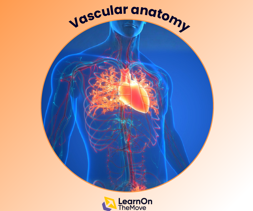 Vascular anatomy